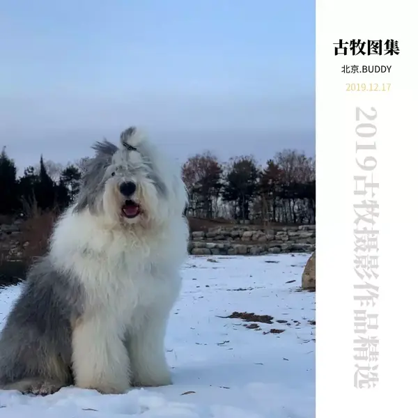 可爱的英国古代牧羊犬图集——buddy