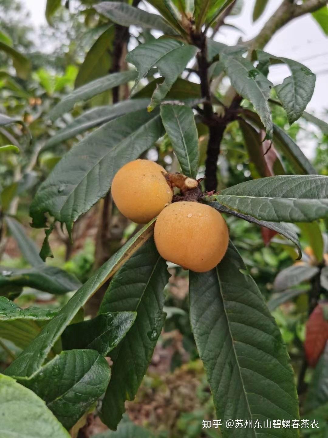 来一波雨后的白玉枇杷照片,照片很美,果农们很辛苦 ,都在冒雨采摘呢!