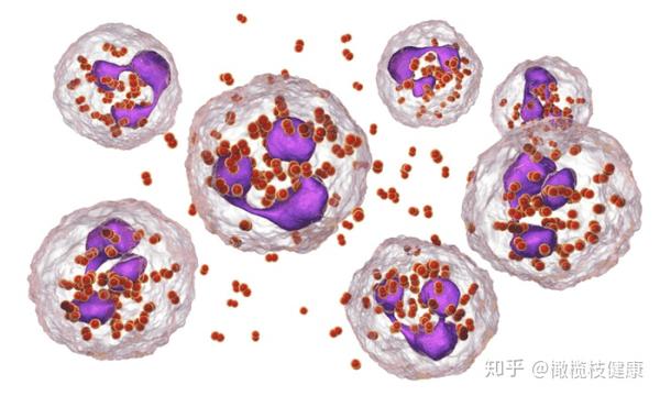 橄榄枝健康: 脑膜炎双球菌是怎么传播的?