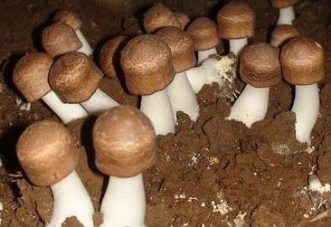 菌物疗法明星之——巴西蘑菇的成分和功效
