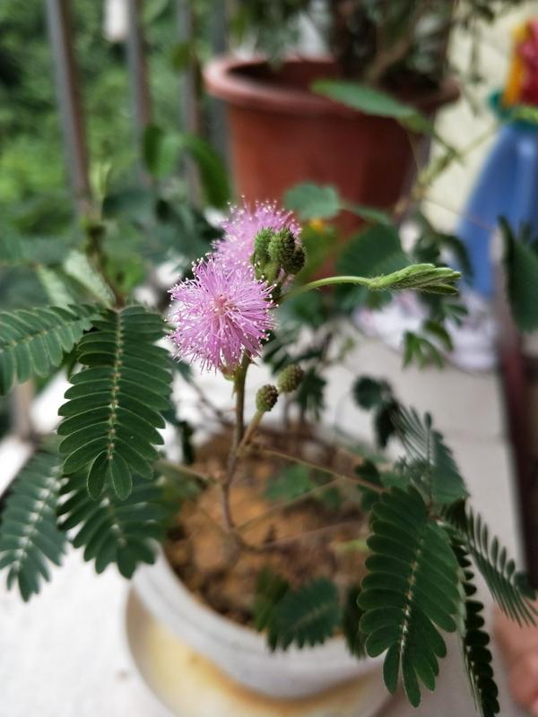 含羞草什么时候才会开花?