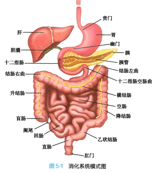 消化管:口腔,咽,食管,胃,小肠(十二指肠,空肠,回肠),大肠(盲肠,阑尾