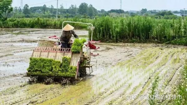 在乡土中国里拼出奇迹的中国农民