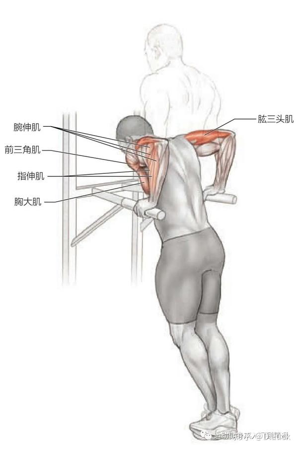 的过程中,肘关节完全伸展开时,稍作停顿可以有效保持肱二头肌的紧张感