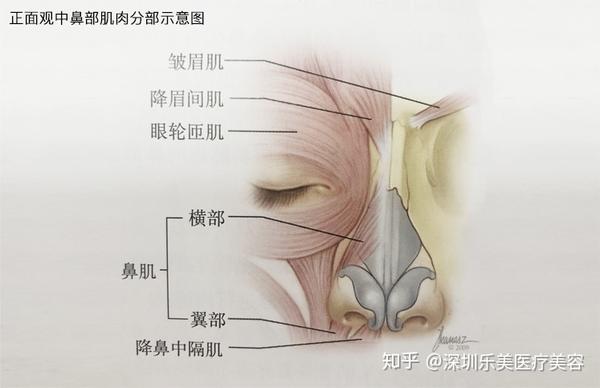 深圳乐美向宏伟谈鼻部肌肉