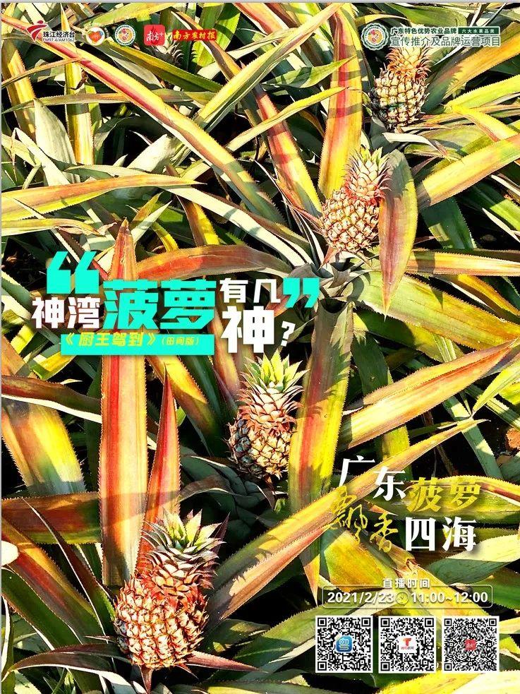 神气神奇广东中山神湾菠萝有几神