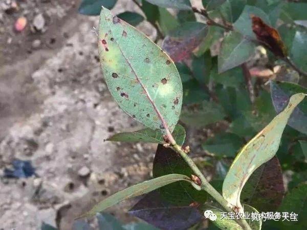 叶片正面附着白色粉状物 4,蓝莓锈病 感病叶片出现棕红色锈斑,病叶变