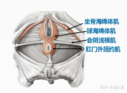 坐骨海绵体肌(又称阴蒂勃起肌):此肌收缩可直接压迫阴茎和阴蒂海绵体