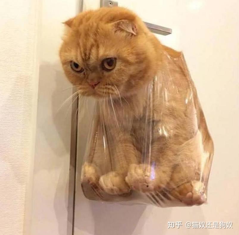 有些宠主就会用暴力的方式惩罚猫咪,比如踢打猫咪,将猫咪绑起来等等.