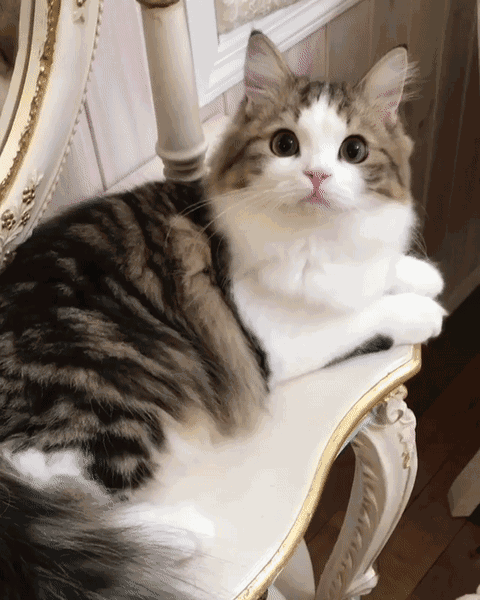 壁纸 动物 猫 猫咪 小猫 桌面 480_600 竖版 竖屏 手机 gif 动态图