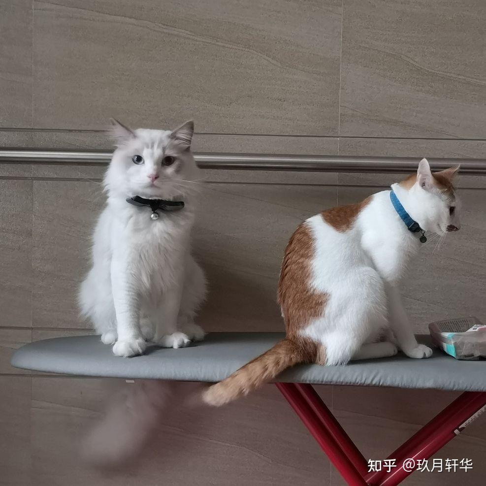养不熟的猫要怎么办