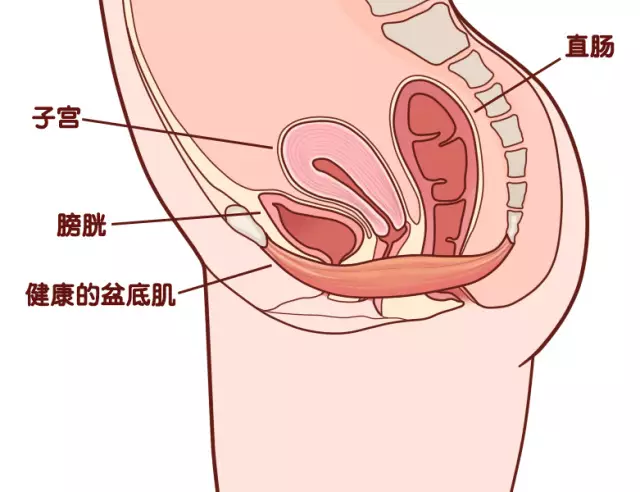 关于盆底肌的小知识