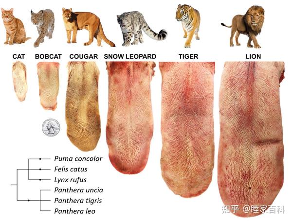 猫科动物舌头上的倒刺有什么用?