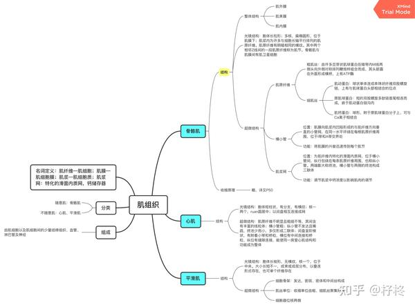 组织学思维导图