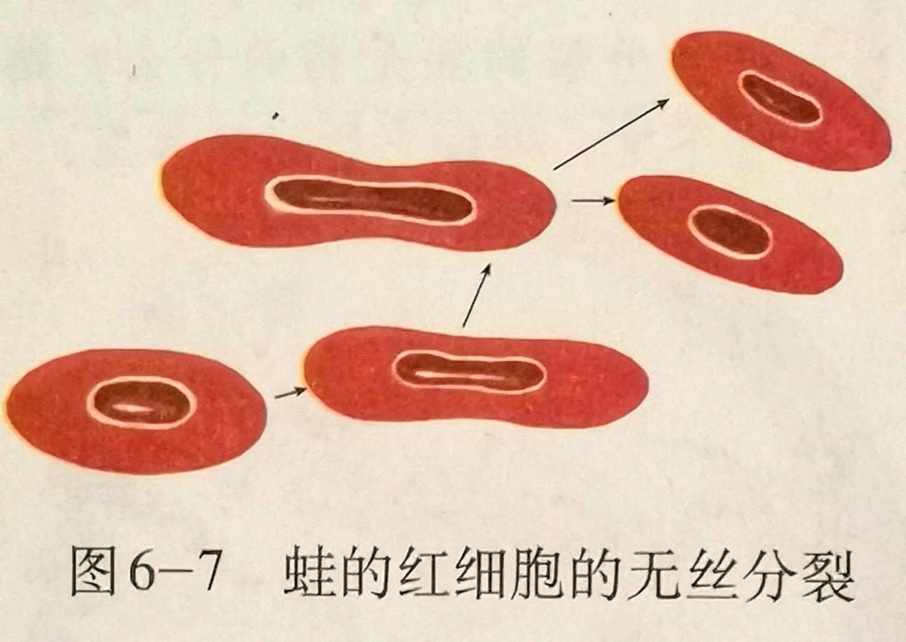 真核细胞无丝分裂能将核dna精准的平均分配到两个子细胞中吗