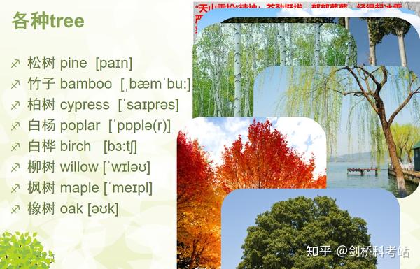 buzzword植树节用英文怎么说还有常见树木的英文名