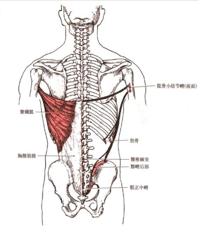 你真的了解背阔肌吗