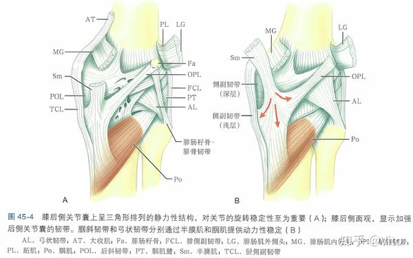 后侧关节囊的后斜韧带部分) 外侧四联复合体(髂胫束,外侧副韧带,腘
