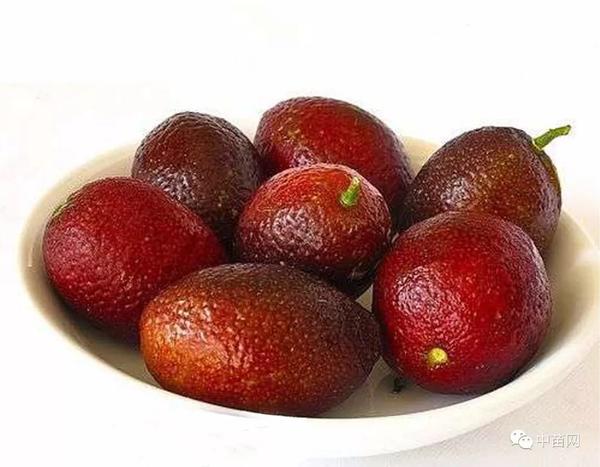 特色果树:澳洲血檬 果实鲜红 香味浓 产量高 种植效益