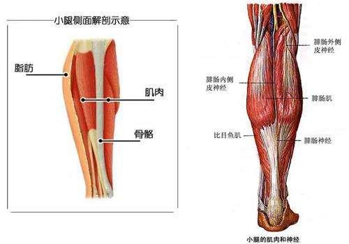 如何提高腓肠肌的位置 就是腿肚?