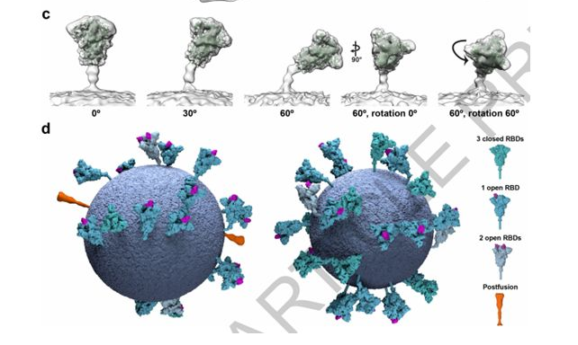 nature:揭示新冠病毒刺突蛋白在完整病毒颗粒上的结构