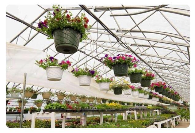 温室花卉大棚种类,种植管理及注意事项