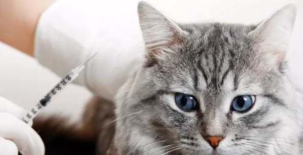 4 人 赞同了该文章 猫白血病病毒是什么 猫白血病病毒缩写:felv