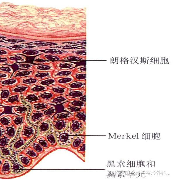 先就简单讨论下表皮吧,表皮由80%以上的角质形成细胞(角质层,颗粒层