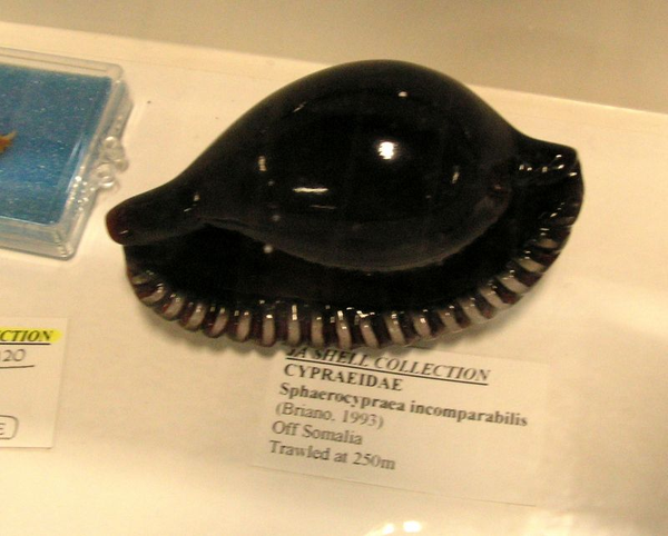 这也许是世界上最贵的贝壳,却被称为"大灾星"