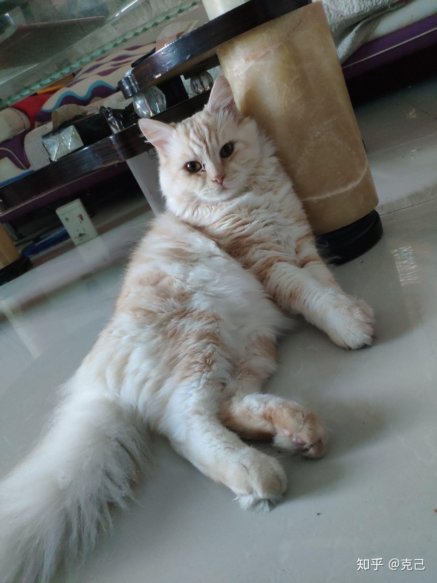 卖家说这是布偶和橘猫的串想问下这是串还是就是橘猫啊