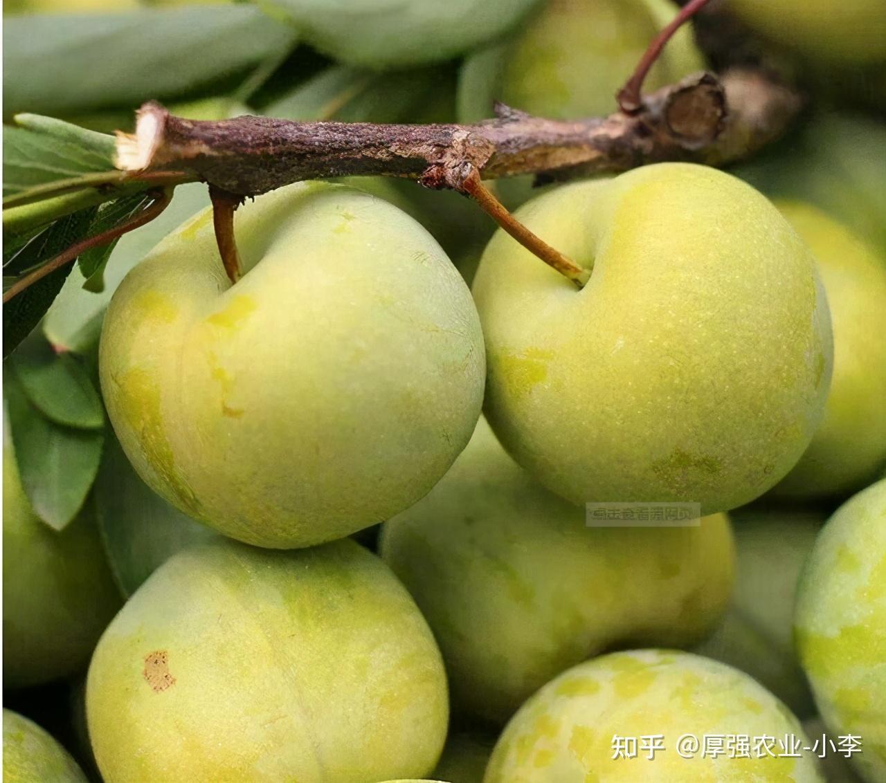 六马蜂糖李种植技术蜂糖李子树苗种植哪里有果树苗批发基地