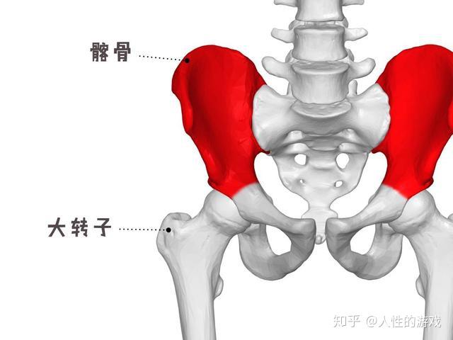 骨盆:见《富田兴合苑业主的大事小事210》… …髂:髂骨… …髂骨