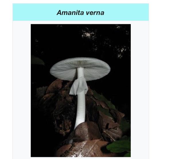 来自盛产毒蘑菇的鹅膏科(amanita)的一种叫 白毒伞菌(a verna)的真菌