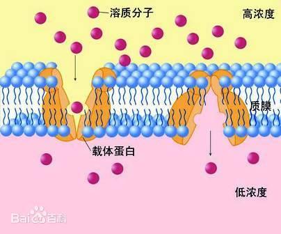 新型冠状病毒103:主动运输,细胞质,细胞骨架的客观存在