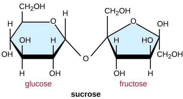 2. maltose