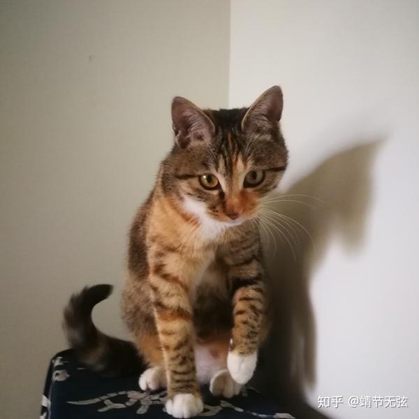 这只喵是狸花猫吗?
