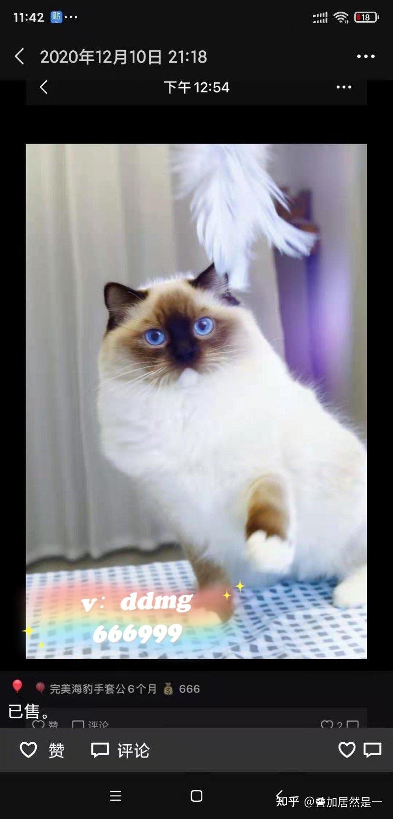 布偶猫可不可爱