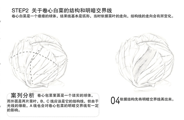 素描静物蔬菜篇之卷心菜圆心菜画法步骤