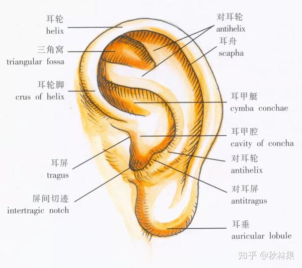 耳廓表面解剖图