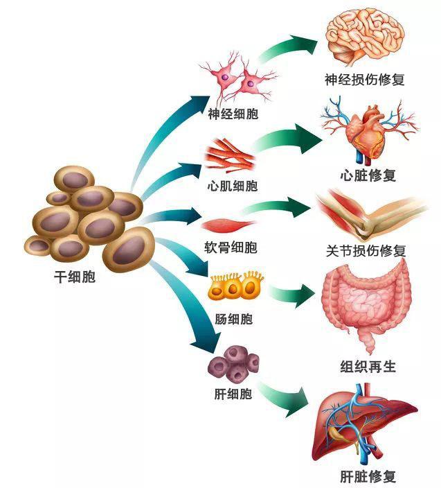 干细胞为何是再生医学的核心