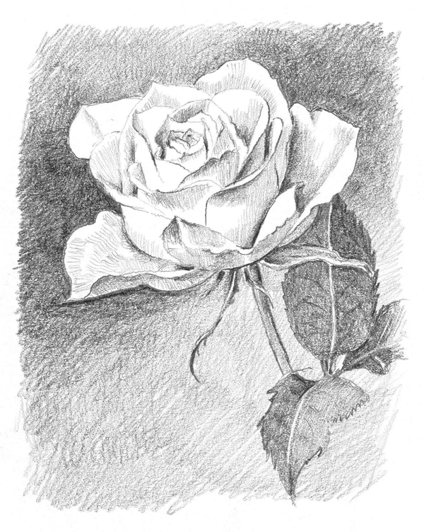 描出玫瑰后方的最暗调,并画出花瓣,茎和叶上呈线条状的暗调.