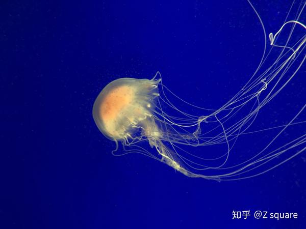 下面这个是  大西洋海荨麻水母(atlantic sea nettle) 大西洋海荨