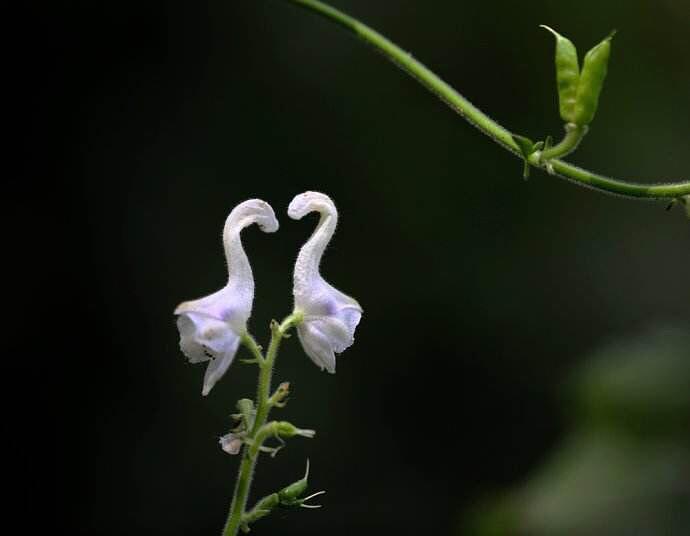 童话 天鹅花