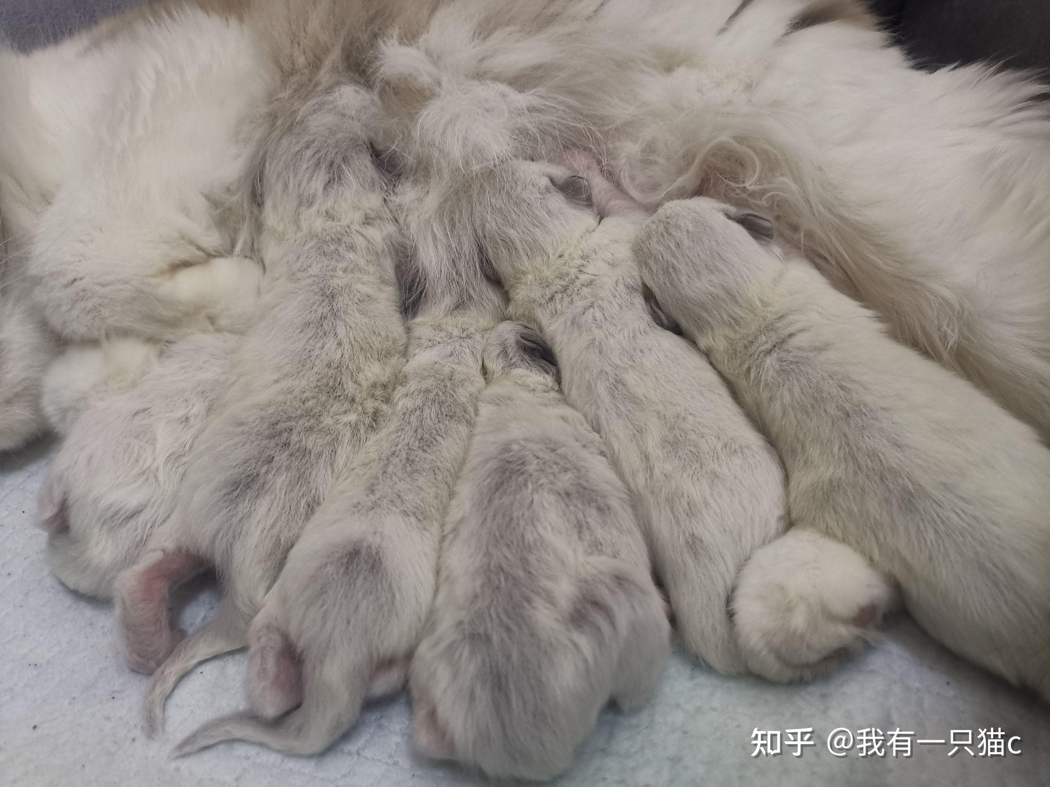 布偶猫幼崽背部有色块是不是不能满背