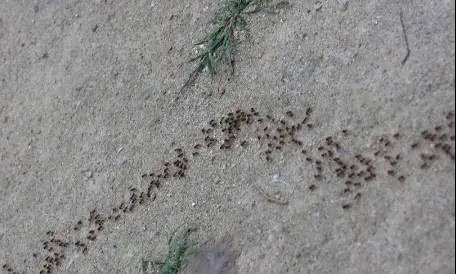 于是纷纷选择小a所走的路线,便形成了我们小时候常观察到的一群小蚂蚁