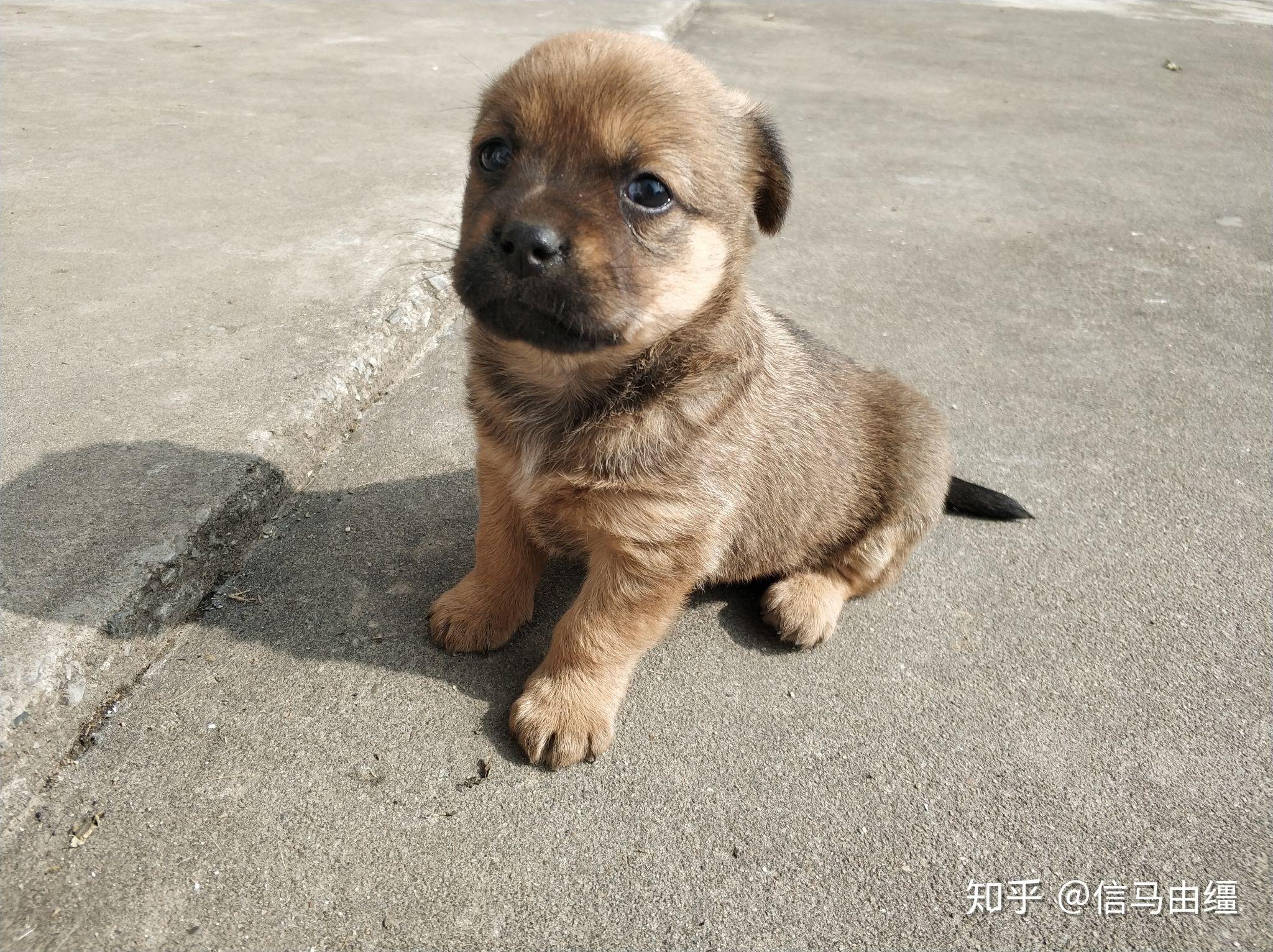 幼犬土狗一个半月怎样训练在固定地点上厕所呢