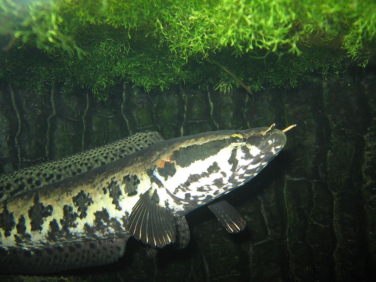 拉丁名channa argus,别名乌鱼,乌棒,黑鳢,乌鳢,斑鱼,七星鱼,生鱼,淡水