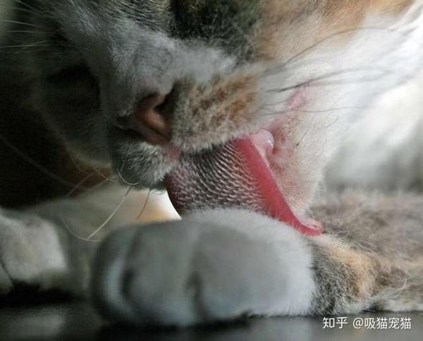 猫咪舌头上的倒刺方便了它的生活,却也有可能带来健康