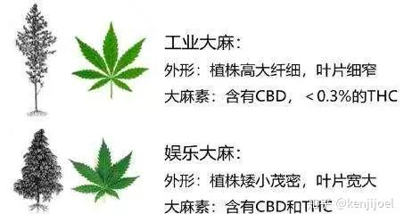 大麻作为一种争议非常大的植物,其实其中的上百种活性成分已经被分离