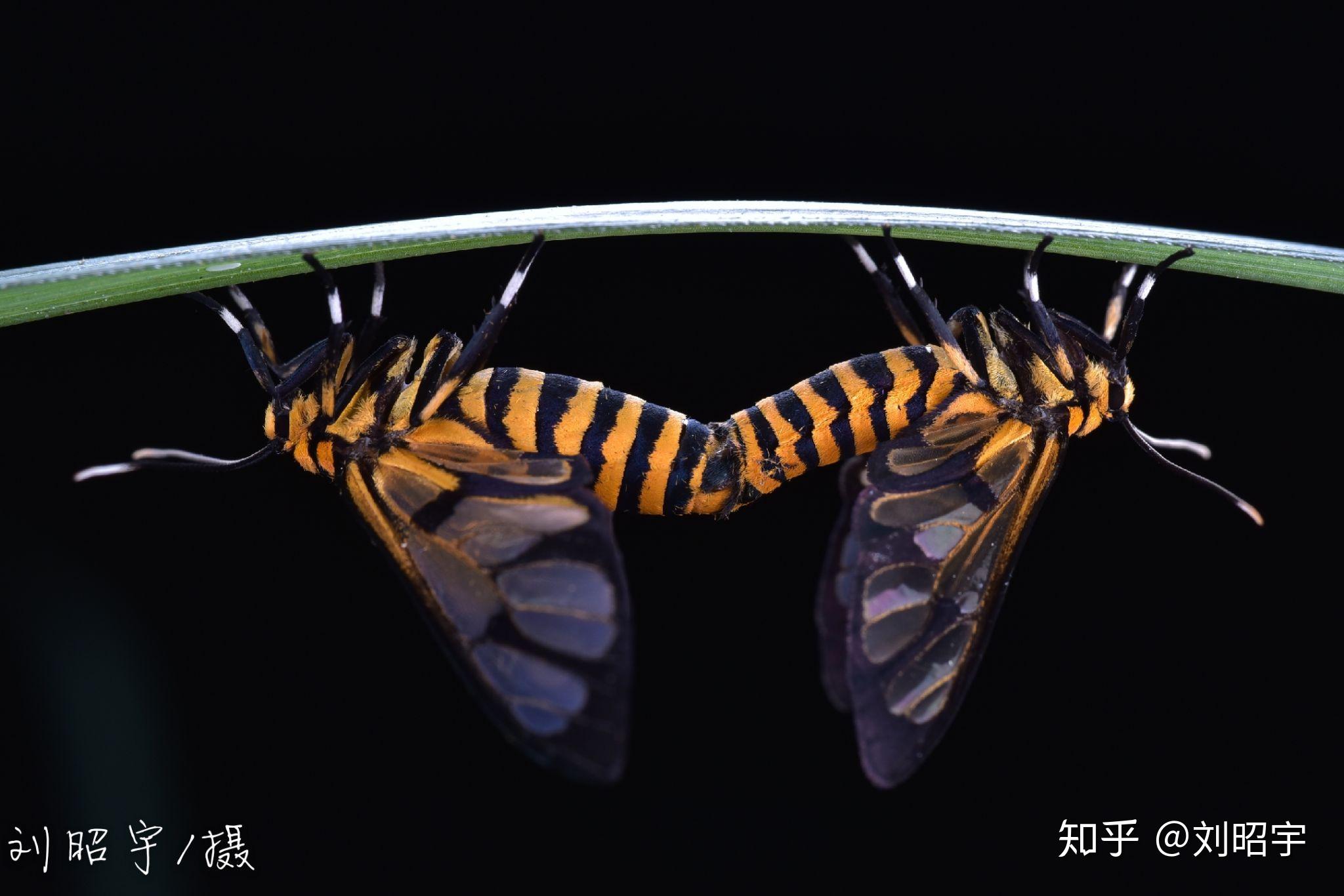这种蝴蝶翅膀蜜蜂身子是什么昆虫